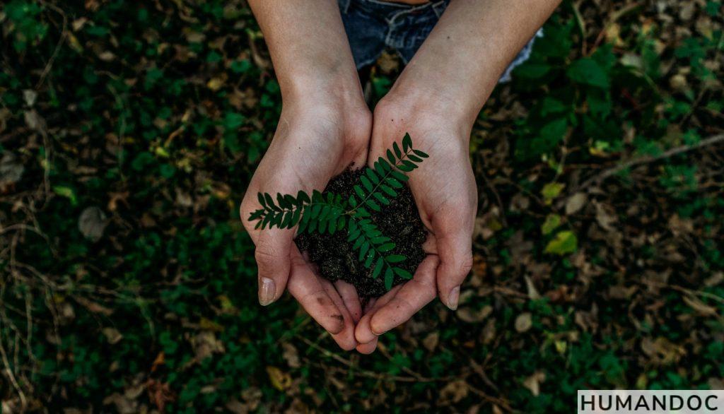 green plant