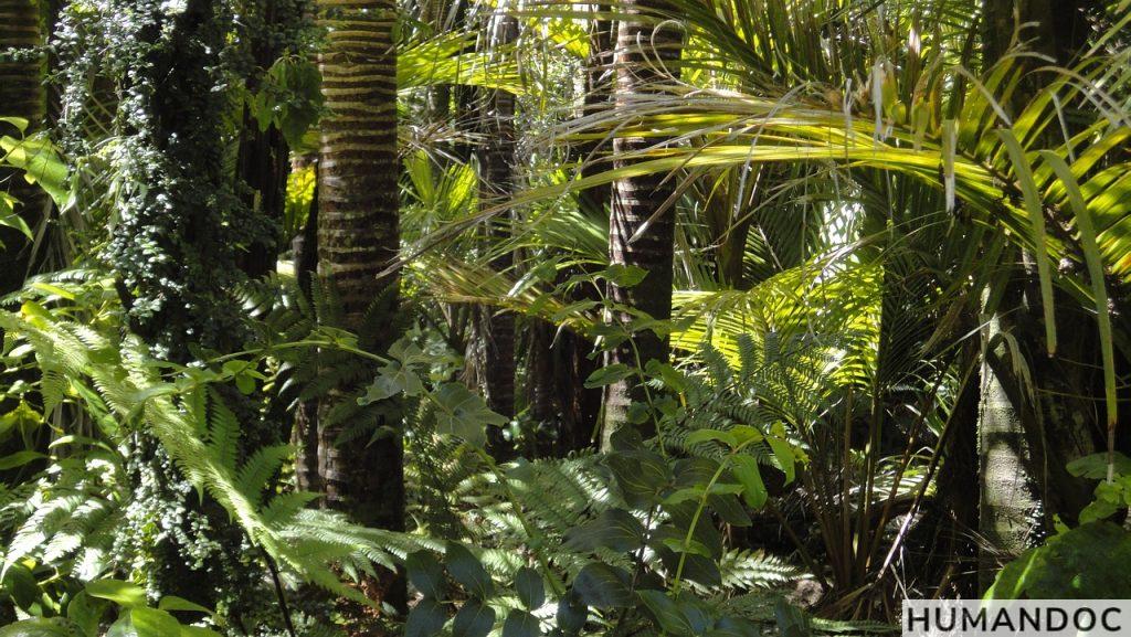 Selva Amazonica