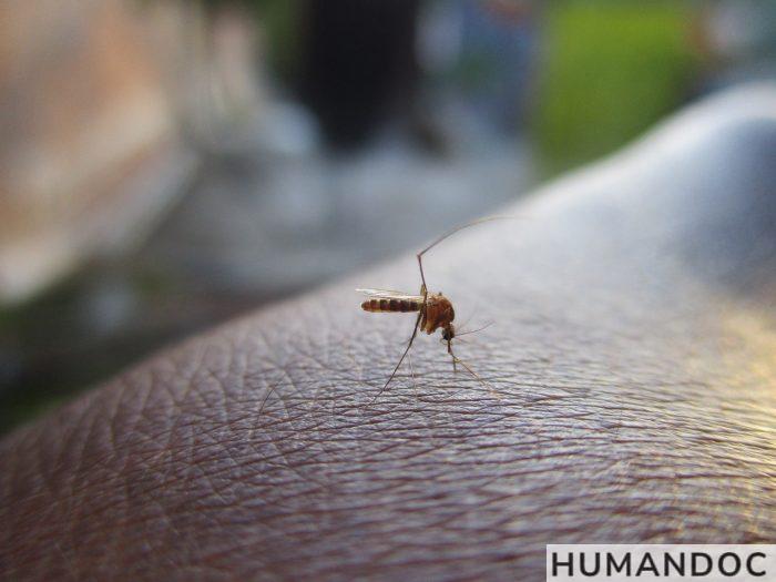 mosquito