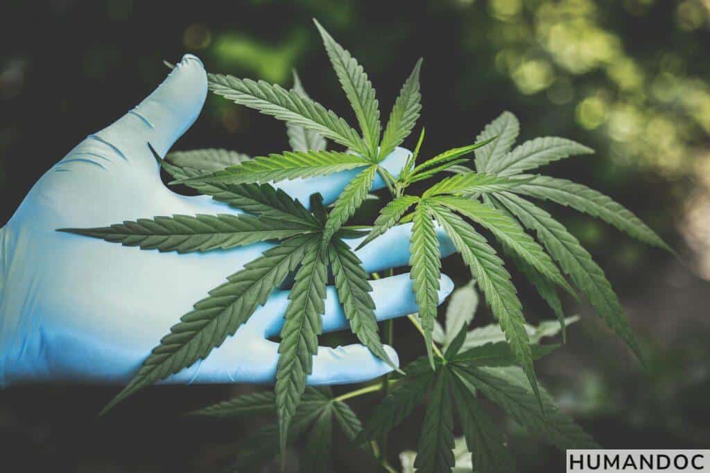 Precauciones al usar vapers de CBD Imagen ilustrativa sobre riesgos potenciales y precauciones al vapear CBD