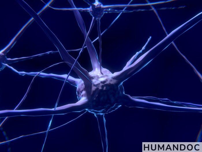 neuronas